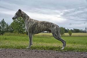 ludvig