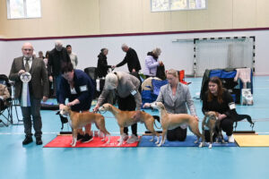 20251025_Vilsta_11_BIS_Uppfodare 20251025_Vilsta_11_BIS_Uppfodare