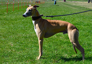 idomics-el-ego-boy-liten_orig (1)