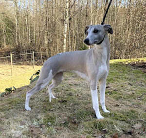 photo.b405a0e1fee72a26 (2) (1) (2)