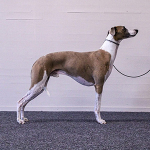 Tigers_chaos_more_cheeze_plz