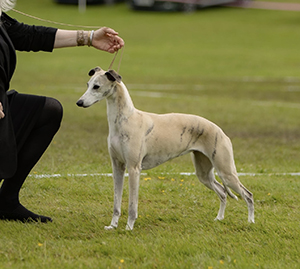 att.X_2K4wUuR_hK7pUUJ6H-WFIIFBC20AMjtIZKorxJ6MA