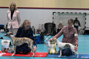 20260328_Vilsta_05_BIS-BIM_Valp4-6