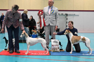 20260328_Vilsta_08_BIS-BIM_Unghund