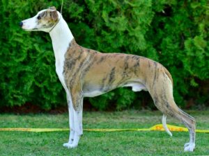 488874719_9415135575242867_6488763933199223732_nBarnei