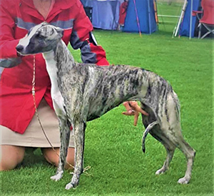 received_248492734769103red (2)iris